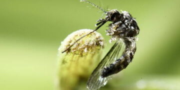 Malaria found in Florida mosquitoes – CBS