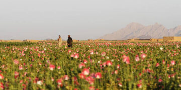 Taliban achieves what US couldn’t do with opium – media