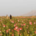 Taliban achieves what US couldn’t do with opium – media
