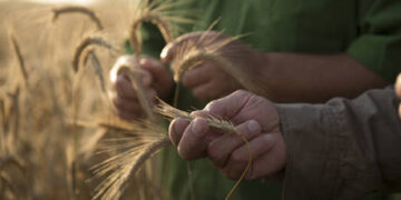 Most of Ukrainian grain does not reach Africa – Italian Defence Minister