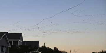 Serial bird-feeder fined $3,000