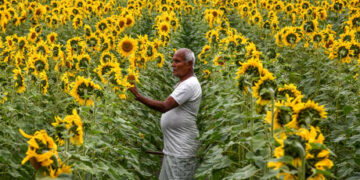 Indians fume over 445% spike in tomato prices, experts blame rains and inefficient regulation