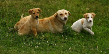 French town to use DNA to trace dog feces