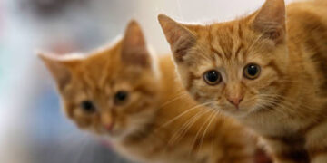 Virologists suggest source of avian flu outbreak