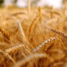 Five EU states want Ukraine grain ban extended – official