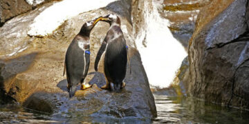 Thousands of penguins found dead