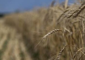 Russia comments on grain deal extension