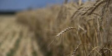 Russia comments on grain deal extension