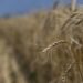 Russia comments on grain deal extension