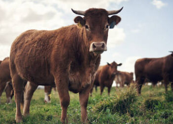 Migrants arrested after stabbing death