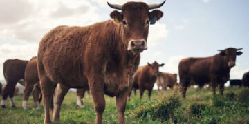 Migrants arrested after stabbing death