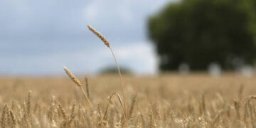 Putin discusses grain deal with South African president