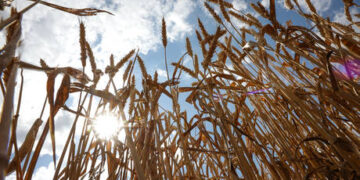 Russia explains how Black Sea grain deal can be restarted