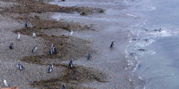 Over one ton of mammoth tusks seized by Russian authorities (VIDEO)
