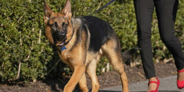 Biden claims to have ‘ended cancer’