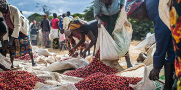 Russia poised for major nuclear expansion in Africa  