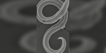 Russian scientists grow watermelons in Antarctica