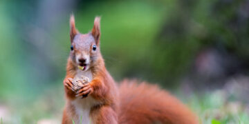 CDC issues leprosy alert