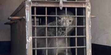 Bear escape causes delays at Dubai airport