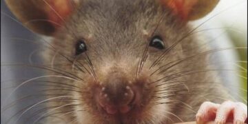 Cats’ home turns down British parliament – media