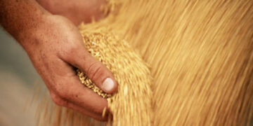 Poland pledges to keep border closed to Ukrainian grain