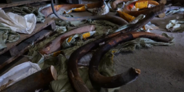 Russia introduces 12-year jail term for smuggling nuts