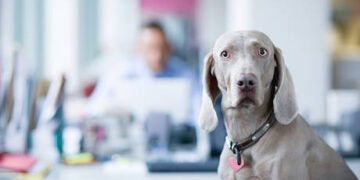 British state TV documentary maker admits sex crimes against 40 dogs