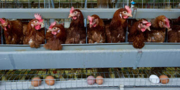 Ukrainian chicken threatens EU producers