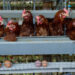 Ukrainian chicken threatens EU producers