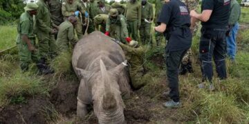 Rhino population increasing in Africa for 1st time in decade