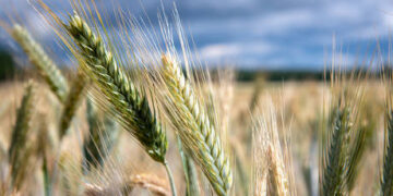 Ukraine will take EU to arbitration over grain ban