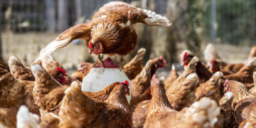 China changes position on key Russian meat export