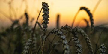 Ukraine grain deal dead – Borrell