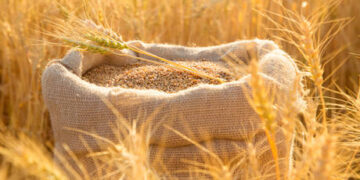 ‘Exceptional’ Russian harvest lowers global wheat prices – FT