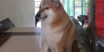 World’s oldest dog dies