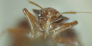 France appeals for end to bedbugs ‘panic’