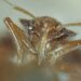 France appeals for end to bedbugs ‘panic’