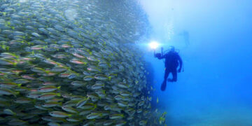 Cause of mysterious elephant deaths in Botswana revealed