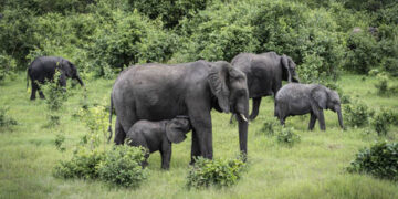 ‘Three Basins Summit’ concludes in the Congo