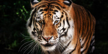 Russian villagers on alert after tiger footprints spotted near homes (VIDEO)