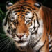 Russian villagers on alert after tiger footprints spotted near homes (VIDEO)
