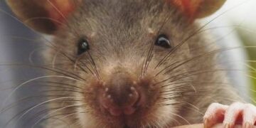Rat plague descends upon Australian town