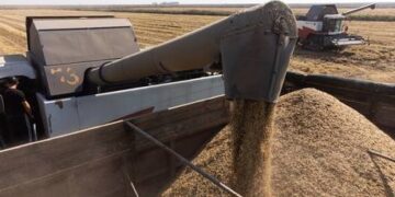 Moscow to ship more free wheat to Africa