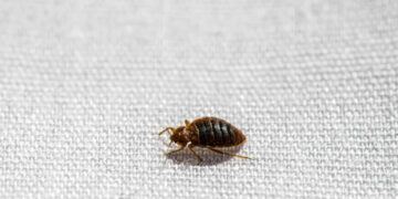 Another country declares war on bedbugs