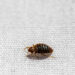 Another country declares war on bedbugs