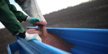 Russia sending 25,000 tons of free wheat to Africa – customs service