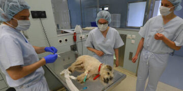 China responds to WHO fears of mystery child illness