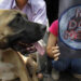 Farmers protest proposed dog-eating ban (VIDEOS)