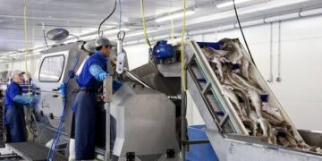 Russian snow crab imports flood Japanese market – media