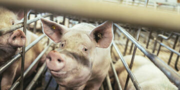 EU state reports ‘highly pathogenic’ bird flu outbreak